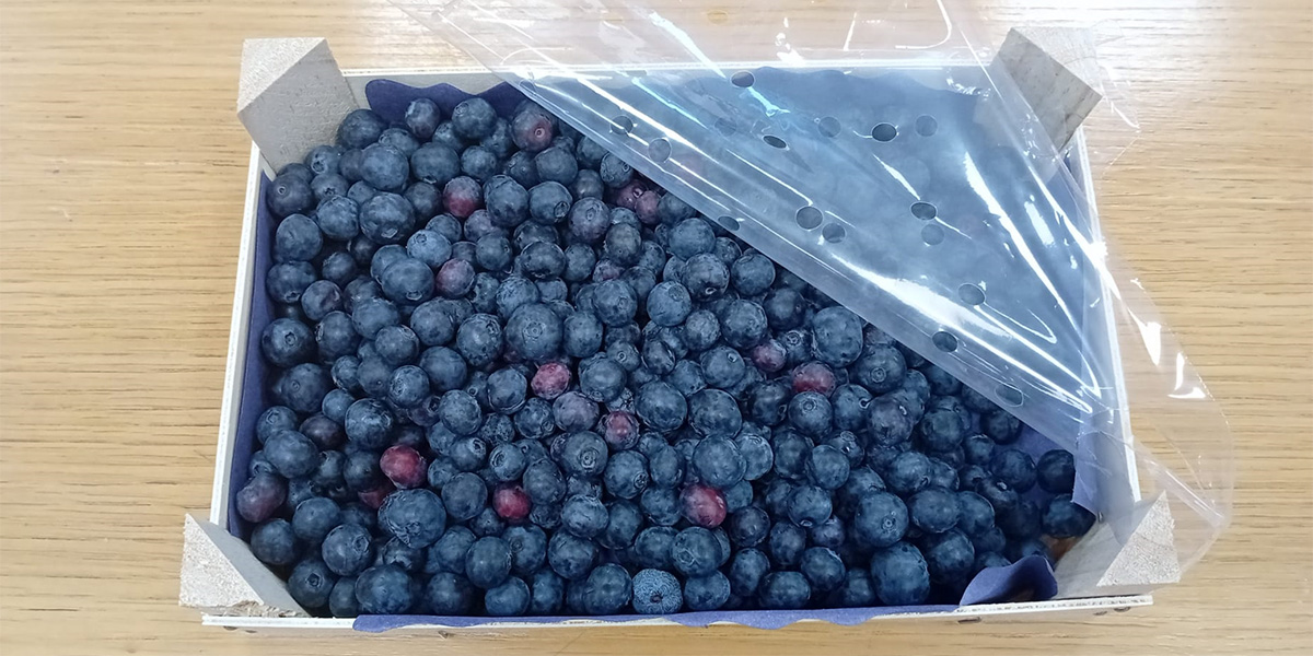 Maxi mirtilli per maxi vendite: Italbrix lancia la padellina da 1 chilo